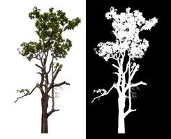 Single green tree isolated on white background with clipping path and alpha channel on black background. photo