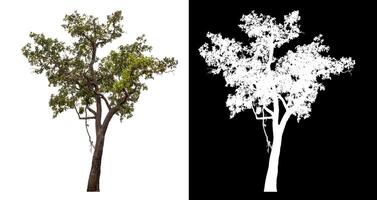 Single tree isolated on white background with clipping path and alpha channel on black background. photo