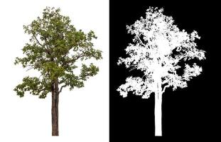 Single green tree isolated on white background with clipping path and alpha channel on black background. photo