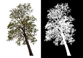 Single tree isolated on white background with clipping path and alpha channel on black background. photo