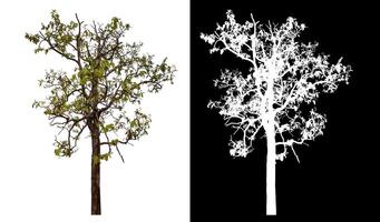 Single tree isolated on white background with clipping path and alpha channel on black background. photo