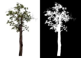Single tree isolated on white background with clipping path and alpha channel on black background. photo