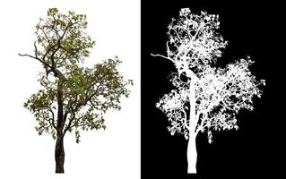 Single tree isolated on white background with clipping path and alpha channel on black background. photo