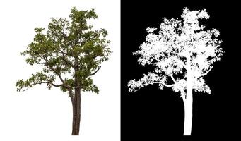 Single green tree isolated on white background with clipping path and alpha channel on black background. photo