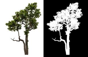 Single green tree isolated on white background with clipping path and alpha channel on black background. photo