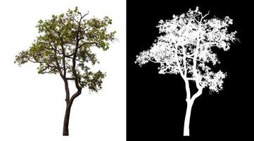 Single tree isolated on white background with clipping path and alpha channel on black background. photo