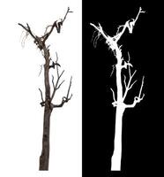 Dead tree isolated on white background with clipping path and alpha channel on black background. photo