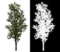 Single green tree isolated on white background with clipping path and alpha channel on black background. photo