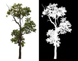 Single green tree isolated on white background with clipping path and alpha channel on black background. photo
