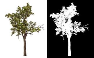 Single green tree isolated on white background with clipping path and alpha channel on black background. photo