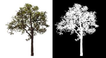 Single tree isolated on white background with clipping path and alpha channel on black background. photo