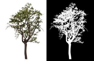 Single tree isolated on white background with clipping path and alpha channel on black background. photo