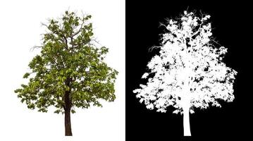 Single green tree isolated on white background with clipping path and alpha channel on black background. photo