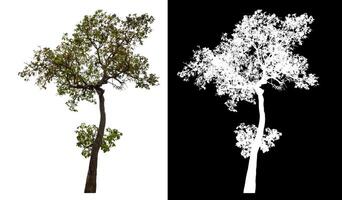 Single tree isolated on white background with clipping path and alpha channel on black background. photo