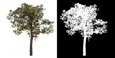 Single green tree isolated on white background with clipping path and alpha channel on black background. photo