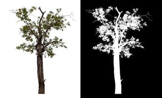Single tree isolated on white background with clipping path and alpha channel on black background. photo
