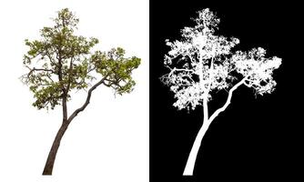 Single green tree isolated on white background with clipping path and alpha channel on black background. photo