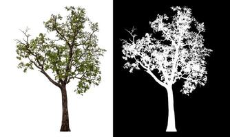 Single green tree isolated on white background with clipping path and alpha channel on black background. photo