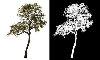 Single tree isolated on white background with clipping path and alpha channel on black background. photo
