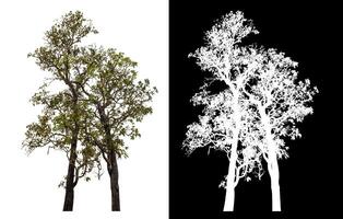 Single tree isolated on white background with clipping path and alpha channel on black background. photo