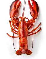 Fresh lobster shrimp. fresh raw lobster. Flat Lay. photo