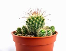 Small plant in pot isolated on white background by front view photo
