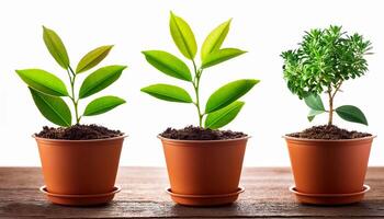 Small plant in pot isolated on white background by front view photo