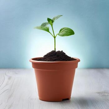 Small plant in pot isolated on white background by front view photo