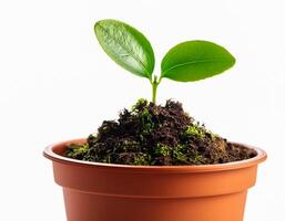 Small plant in pot isolated on white background by front view photo