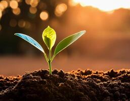 Young plant springing up out of the soil photo