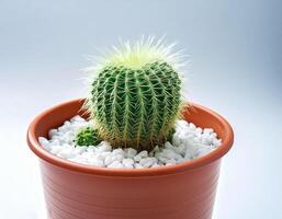Small plant in pot isolated on white background by front view photo
