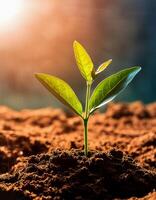 Young plant springing up out of the soil photo