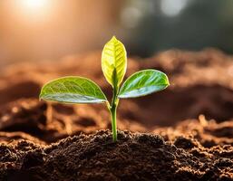 Young plant springing up out of the soil photo