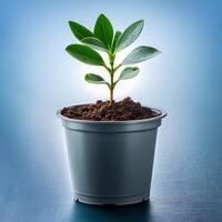 Small plant in pot isolated on white background by front view photo