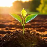 Young plant springing up out of the soil photo
