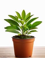 Small plant in pot isolated on white background by front view photo