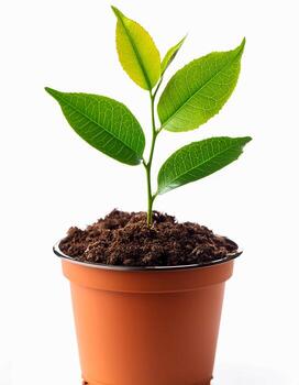 Small plant in pot isolated on white background by front view photo