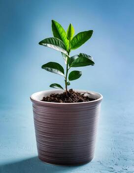 Small plant in pot isolated on white background by front view photo