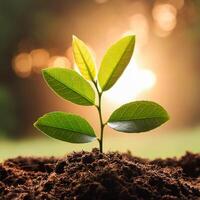 Young plant springing up out of the soil photo