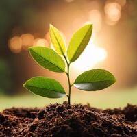 Young plant springing up out of the soil photo
