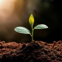 Young plant springing up out of the soil photo