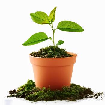 Small plant in pot isolated on white background by front view photo