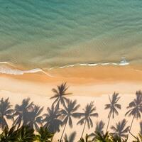 empty abstract sand beach with palm leaf shadow and transparent water wave from above, blank background banner for travel, vacation and wellbeing with copy space. top of views, aerial views. photo