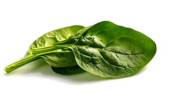 Fresh Spinach leaf isolated on white background photo