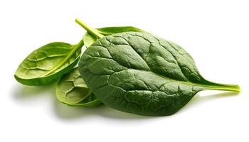 Fresh Spinach leaf isolated on white background photo