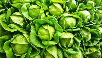 green butter lettuce vegetable photo