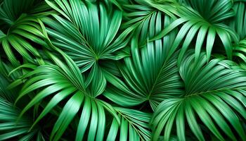 Green tropical forest. Pattern Texture Background. photo