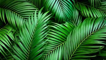 Green tropical forest. Pattern Texture Background. photo