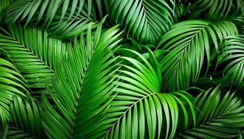 Green tropical forest. Pattern Texture Background. photo