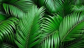 Green tropical forest. Pattern Texture Background. photo